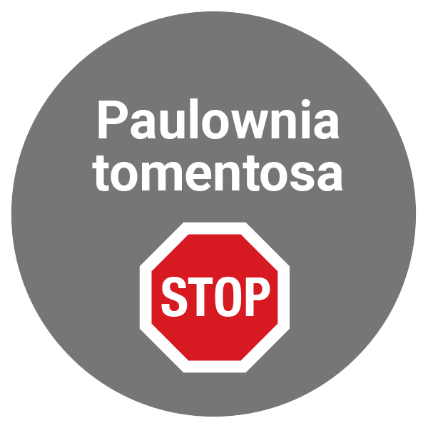 Pavlovnija - Paulownia - Paulownia tomentosa je dokj agresivna in invazivna